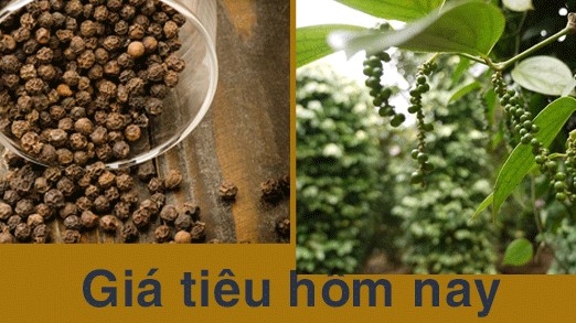 Giá tiêu hôm nay 3/12: Tăng liên tục trong tuần qua