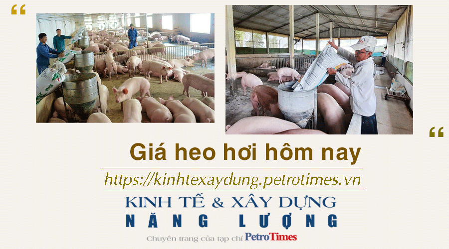 Giá heo hơi hôm nay 3/12: Đồng loạt giảm ở 3 miền trong tuần Giá heo hơi hôm nay 3/12: Đồng loạt giảm ở 3 miền trong tuần
