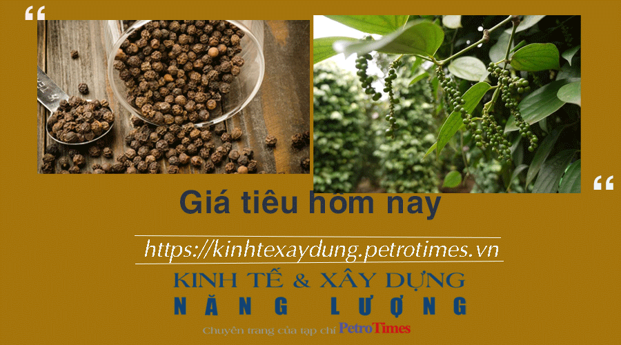 Giá tiêu hôm nay 3/12: Tăng liên tục trong tuần qua