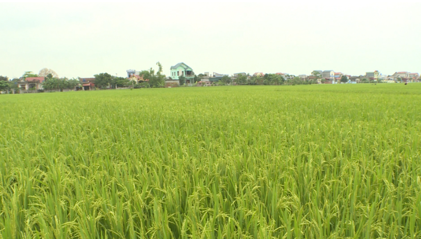 Nguy cơ sâu bệnh phát triển trên cây trồng do thời tiết ấm