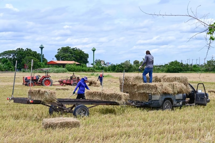 Thời tiết khô hạn ảnh hưởng sản lượng gạo châu Á