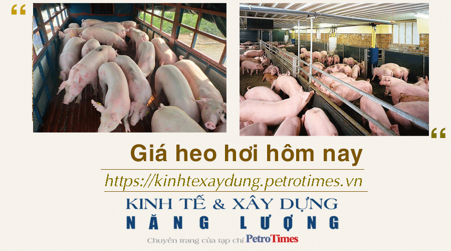 Giá heo hơi hôm nay 10/12: Cao nhất ở mức 51.000 đồng