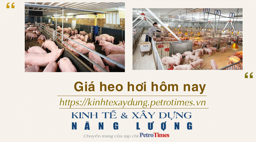 Giá heo hơi hôm nay 21/12: Tăng 1.000 đồng tại một số địa phương Giá heo hơi hôm nay 21/12: Tăng tại một số địa phương