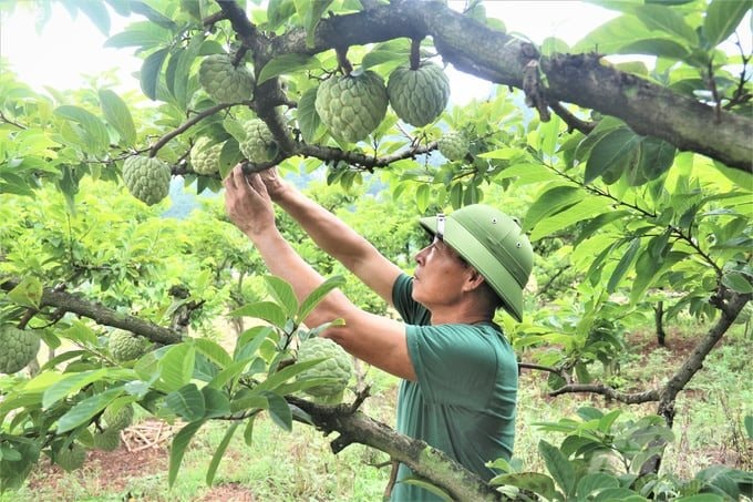 Mở rộng diện tích sản xuất nông nghiệp theo tiêu chuẩn VietGAP