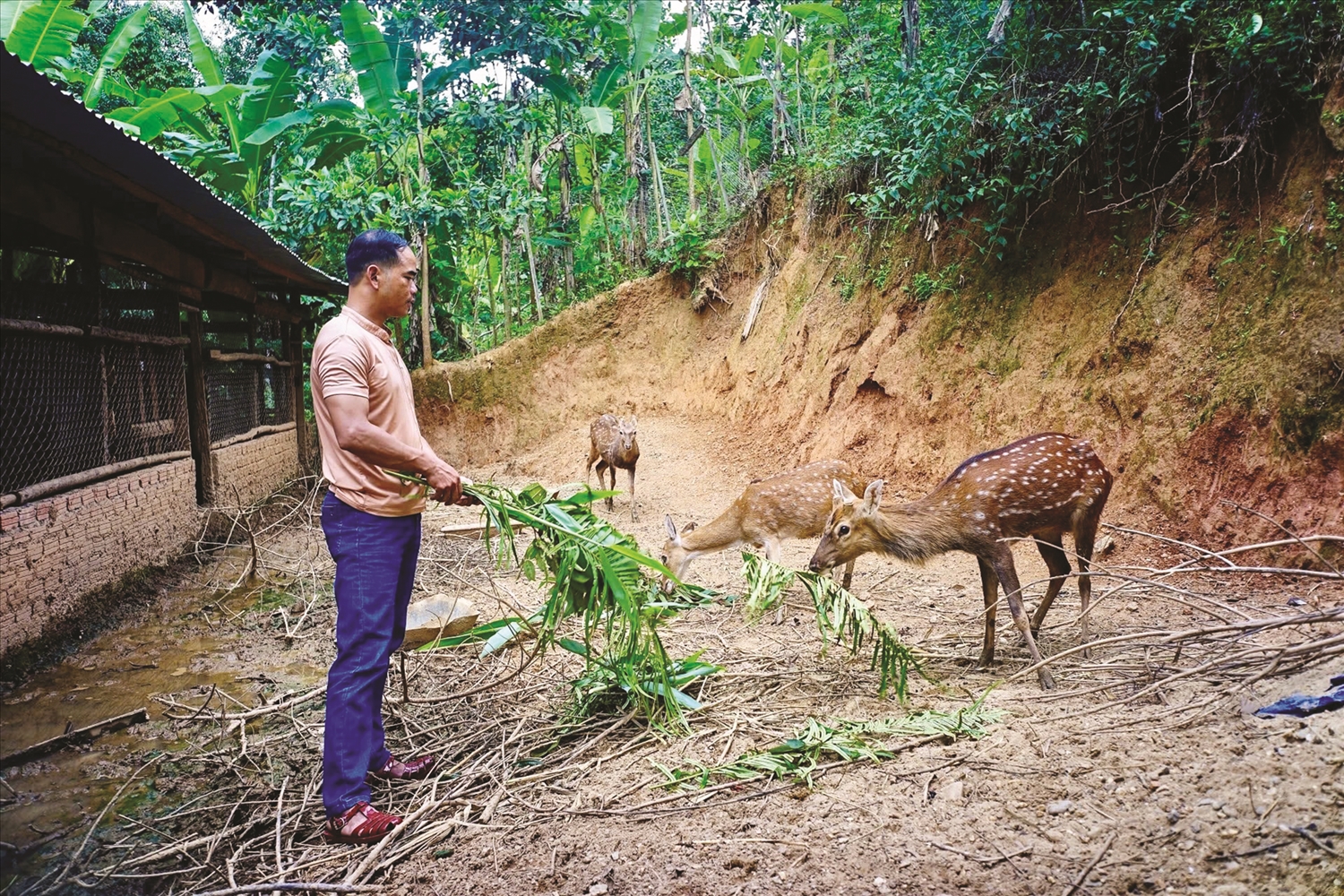 Gặp những người nông dân vượt khó làm giàu