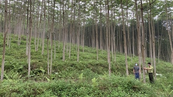 Lào Cai khai thác tiềm năng phát triển tín chỉ carbon từ rừng