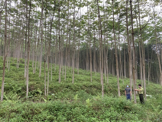 Lào Cai khai thác tiềm năng phát triển tín chỉ carbon từ rừng