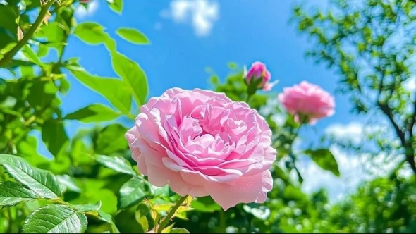 Tử vi vòng quay công nghệ ngày 4/12/2025: Tuổi Dậu phát huy thế mạnh, tuổi Tý bị kẻ xấu hãm hại