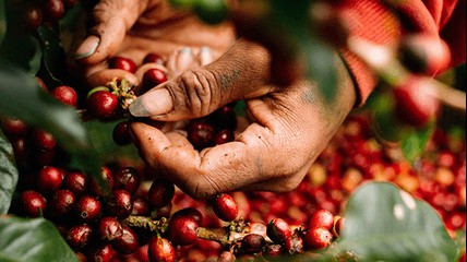 Giá cà phê hôm nay 5/12: Cà phê Arabica tăng mạnh – thị trường trong nước vẫn giảm sâu