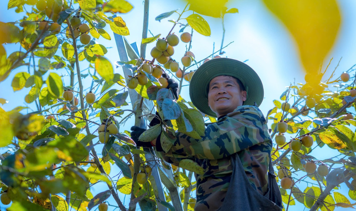 Cây ăn quả mở đường làm giàu cho nông dân Lạng Sơn Cây ăn quả mở đường làm giàu cho nông dân Lạng Sơn