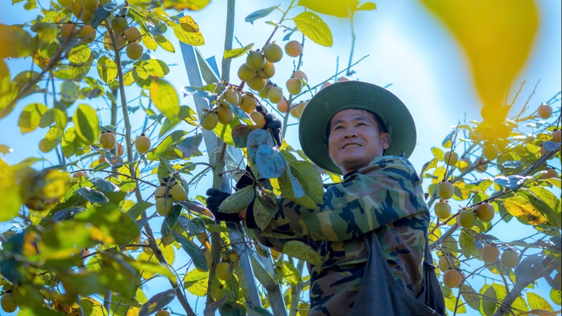 Cây ăn quả mở đường làm giàu cho nông dân Lạng Sơn