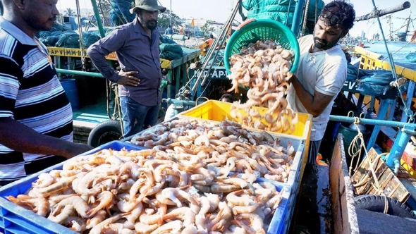 Indonesia nối lại xuất khẩu tôm sang thị trường Mỹ