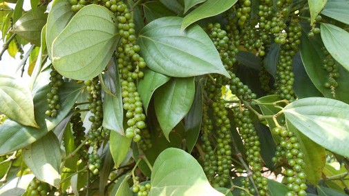 Giá tiêu hôm nay 7/12: Lùi dưới 150.000 đồng/kg dù nguồn cung giảm