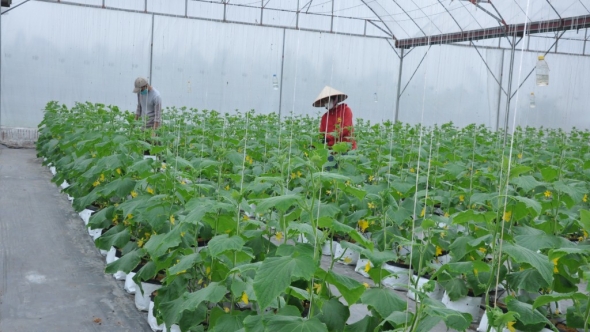 Ngành nông nghiệp Điện Biên chủ động thích ứng biến đổi khí hậu