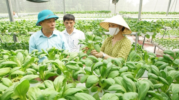 Chủ động tái cơ cấu theo hướng nông nghiệp sạch, an toàn