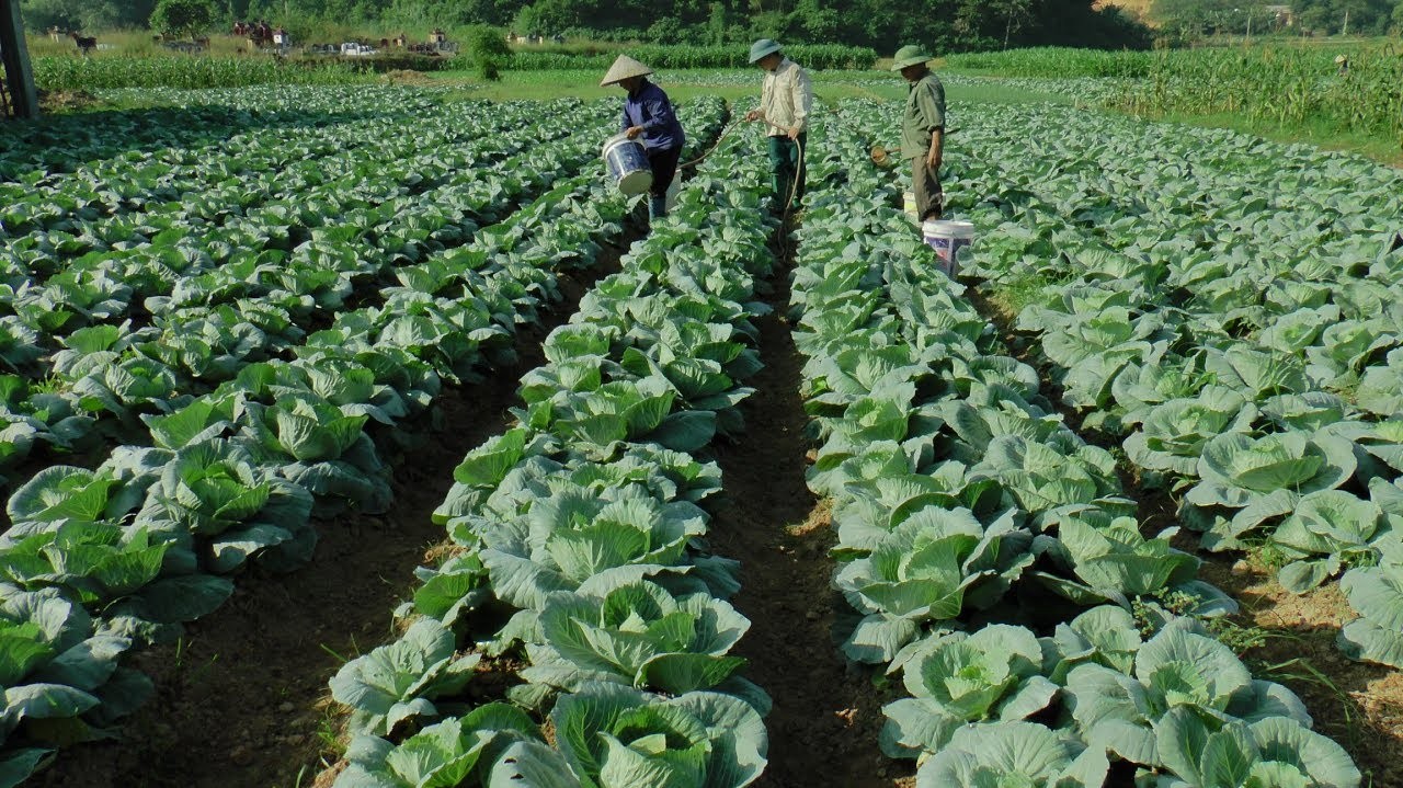 Tập trung sản xuất rau vụ đông, đảm bảo nguồn cung thị trường