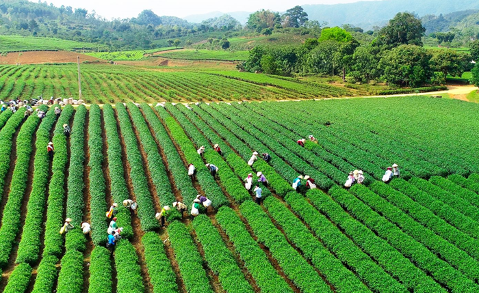 Xây dựng nền nông nghiệp thịnh vượng, nông thôn hiện đại, nông dân văn minh