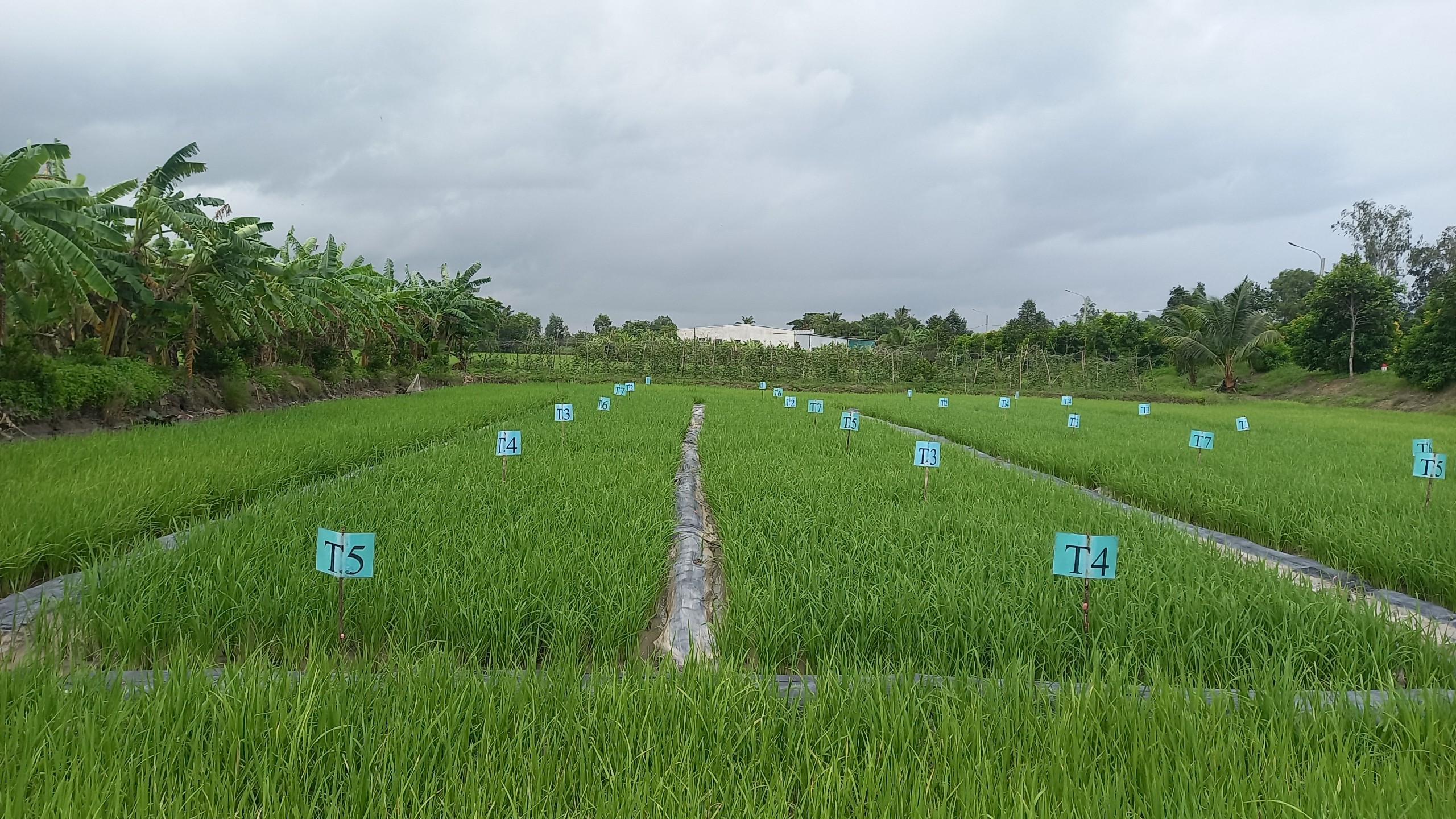 Tây Ninh: Tích cực chuyển đổi xanh, nâng cao khả năng thích ứng biến đổi khí hậu Tây Ninh: Tích cực chuyển đổi xanh, nâng cao khả năng thích ứng biến đổi khí hậu
