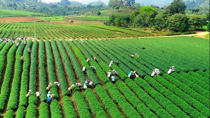 Xây dựng nền nông nghiệp thịnh vượng, nông thôn hiện đại, nông dân văn minh