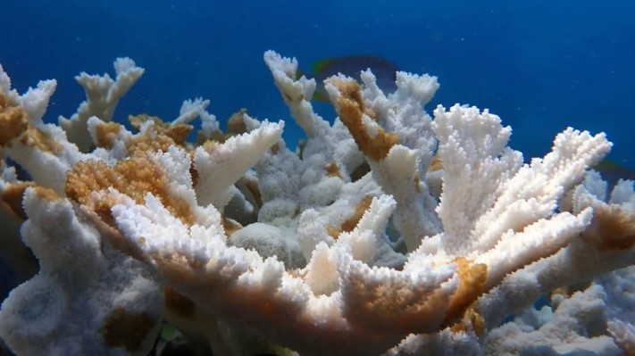 Biến đổi khí hậu tẩu trắng các rạn san hô vùng Caribe