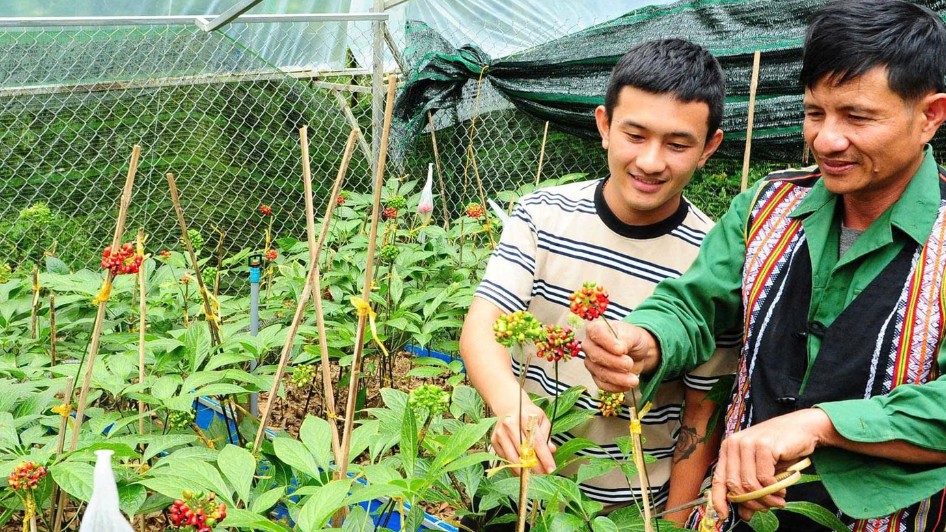 Đà Nẵng nâng tầm dược liệu thông qua liên kết chuỗi giá trị