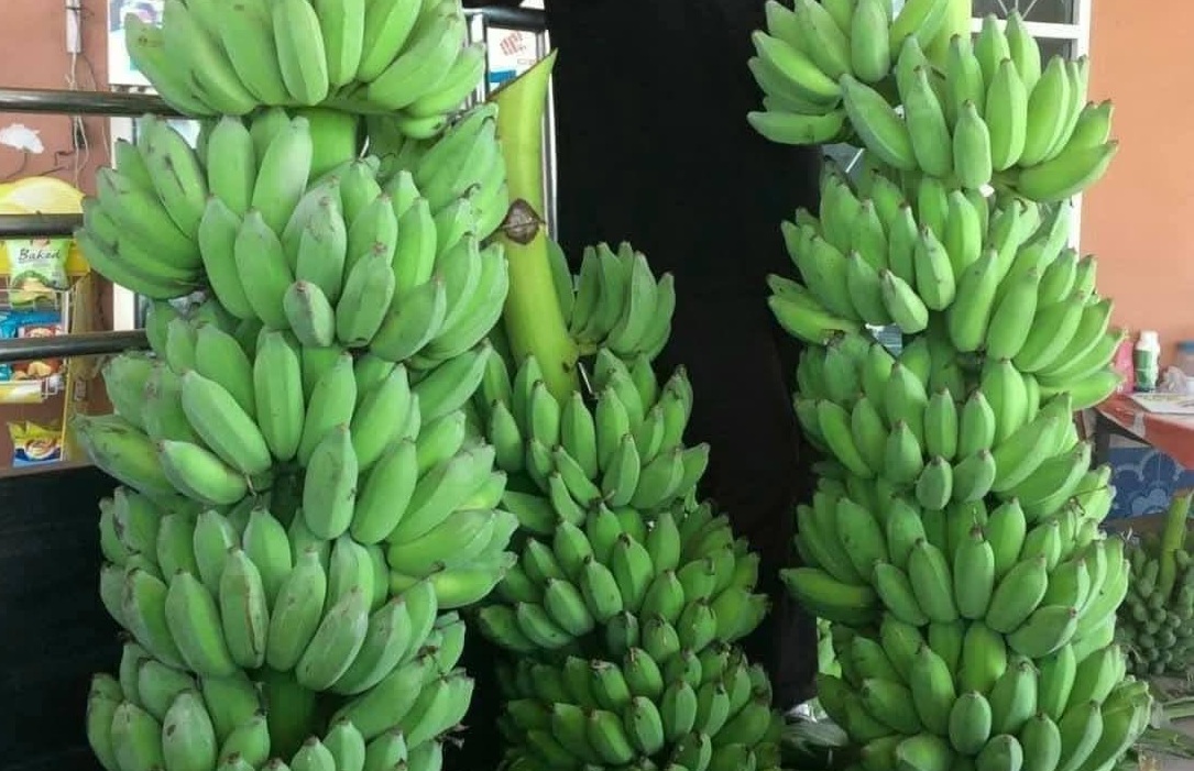 Xuất khẩu chuối của Việt Nam hoàn toàn có thể chạm mốc 1 tỷ USD Xuất khẩu chuối của Việt Nam hoàn toàn có thể chạm mốc 1 tỷ USD