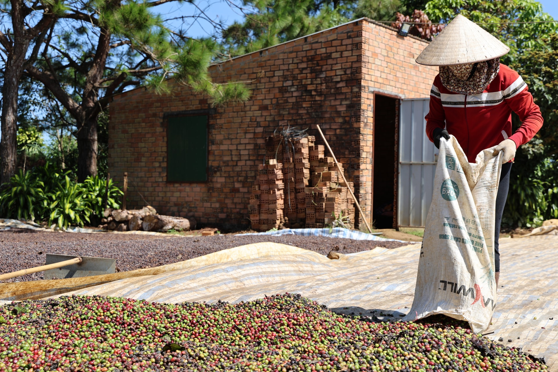 Thời tiết bất thường, nhiều vườn cà phê nở hoa ngay lúc thu trái