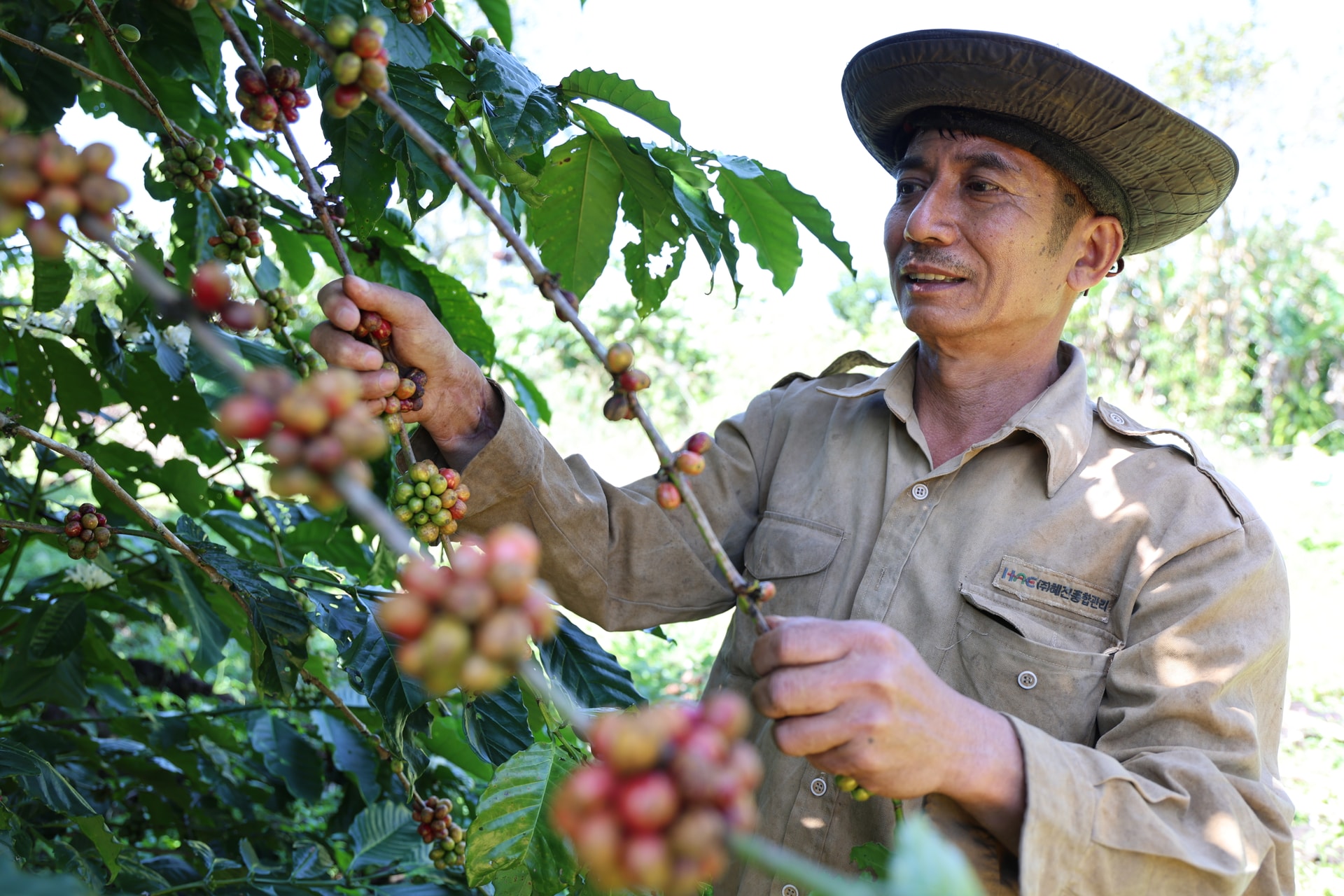 Thời tiết bất thường, nhiều vườn cà phê nở hoa ngay lúc thu trái