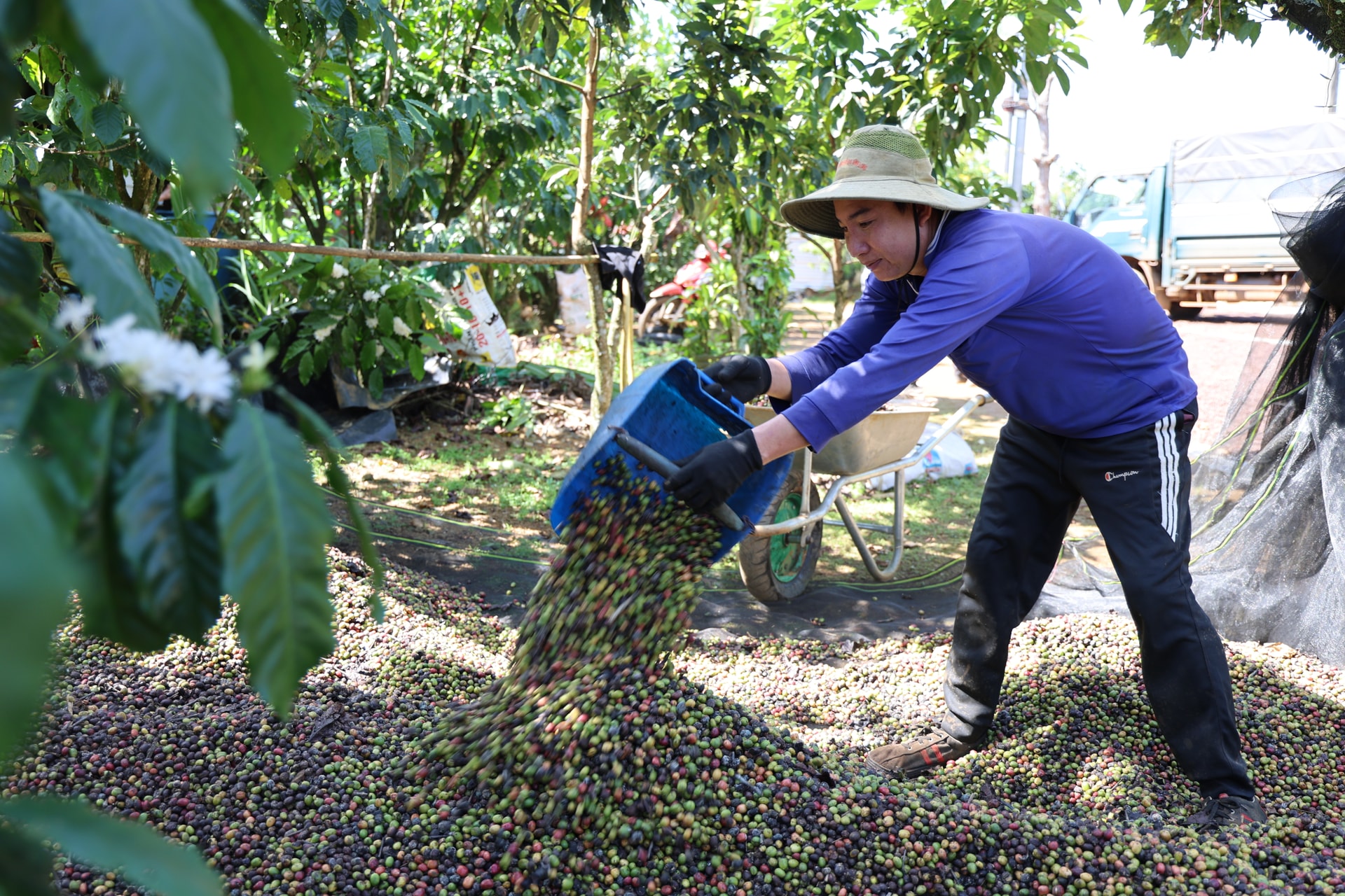 Thời tiết bất thường, nhiều vườn cà phê nở hoa ngay lúc thu trái