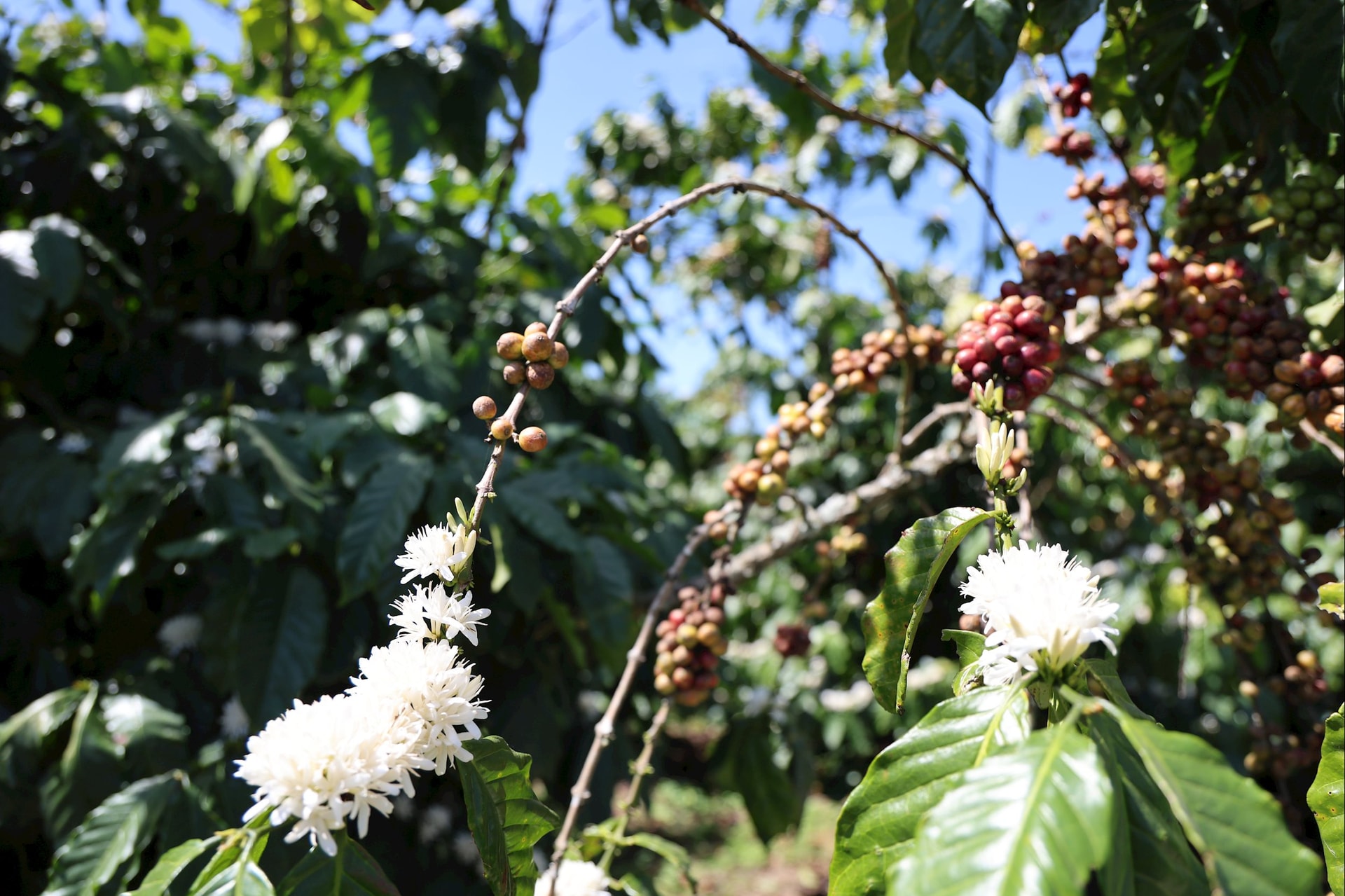 Thời tiết bất thường, nhiều vườn cà phê nở hoa ngay lúc thu trái