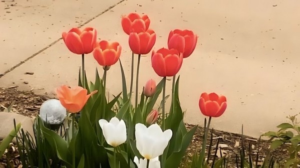 Tử vi vòng quay công nghệ ngày 15/11/2025: Tuổi Tuất thành tích tốt, tuổi Tý cần cẩn thận