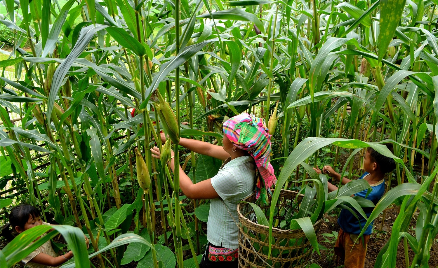 Đột phá trong canh tác, sản xuất nông nghiệp tại xã Dào San