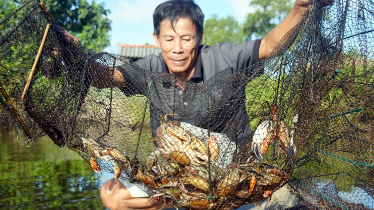 Cà Mau phát triển vùng nuôi cua biển phục vụ xuất khẩu