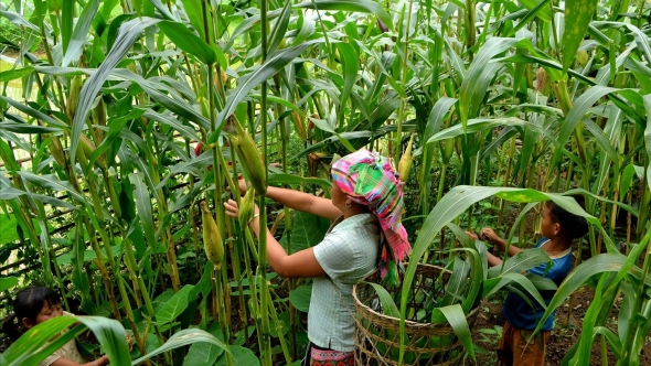 Đột phá trong canh tác, sản xuất nông nghiệp tại xã Dào San