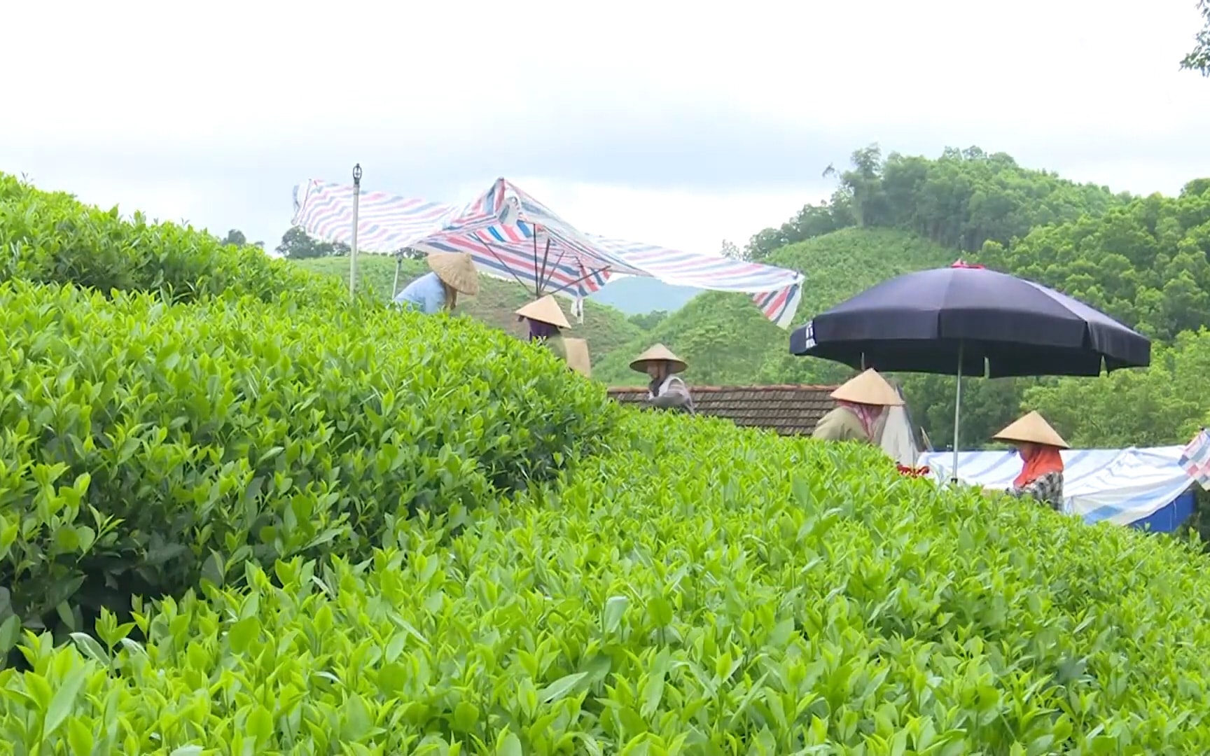 Hỗ trợ người dân nâng cao chất lượng, thúc đẩy tiêu thụ nông sản Hỗ trợ người dân nâng cao chất lượng, thúc đẩy tiêu thụ nông sản
