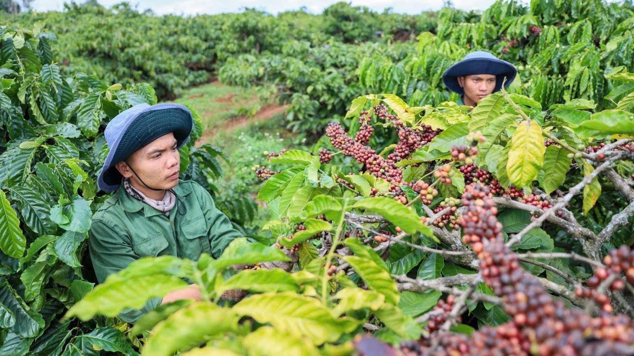 Giá cà phê hôm nay 18/12: Thấp nhất trong 4 tháng