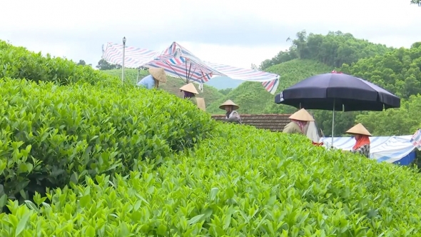 Hỗ trợ người dân nâng cao chất lượng, thúc đẩy tiêu thụ nông sản