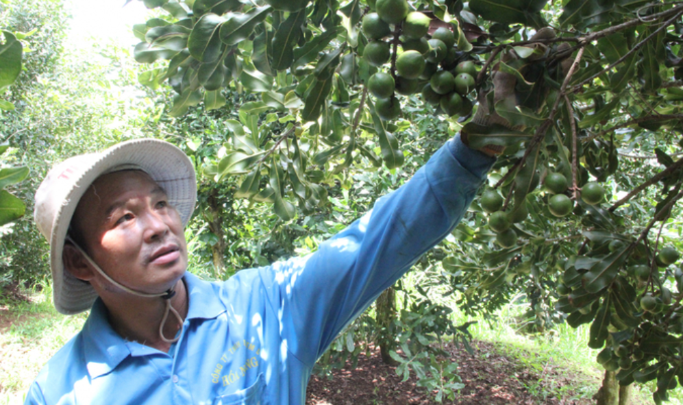 Chuyển đổi cơ cấu cây trồng, mở ra cơ hội phát triển bền vững