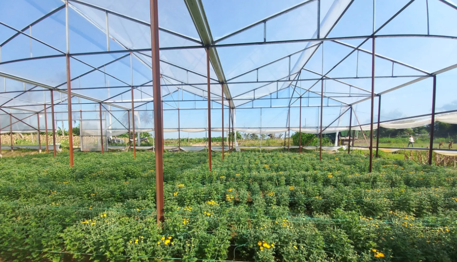 Quảng Ngãi: Thúc đẩy áp dụng công nghệ cao trong canh tác, sản xuất nông nghiệp Quảng Ngãi: Thúc đẩy áp dụng công nghệ cao trong canh tác, sản xuất nông nghiệp