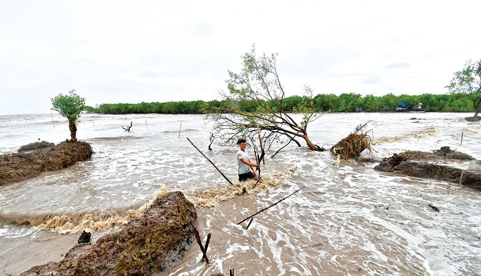 Sạt lở bờ biển làm suy giảm diện tích đất, rừng phòng hộ ven biển Sạt lở bờ biển làm suy giảm diện tích đất, rừng phòng hộ ven biển