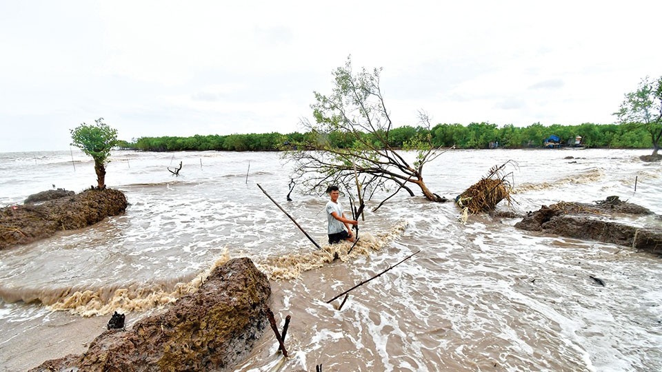 Sạt lở bờ biển làm suy giảm diện tích đất, rừng phòng hộ ven biển