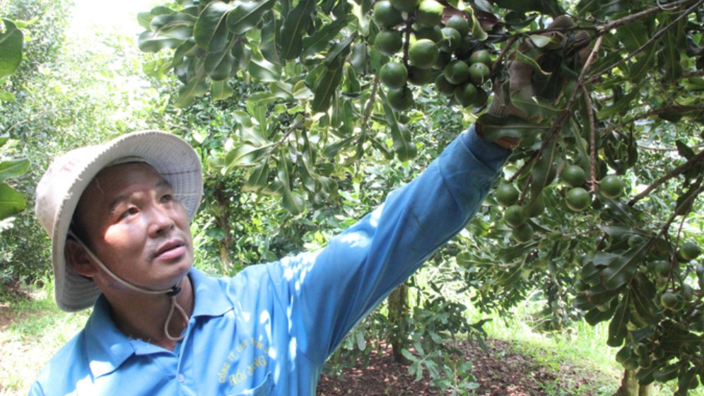 Chuyển đổi cơ cấu cây trồng, mở ra cơ hội phát triển bền vững