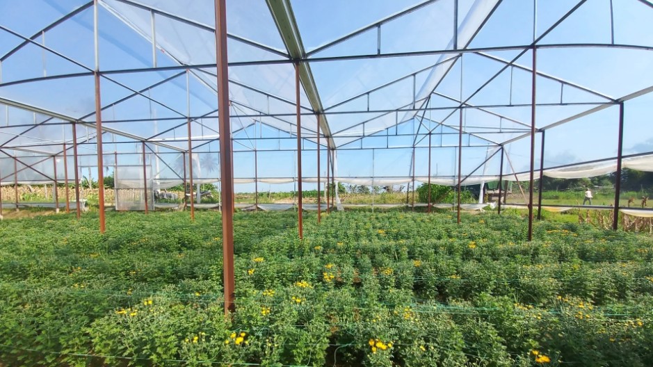 Quảng Ngãi: Thúc đẩy áp dụng công nghệ cao trong canh tác, sản xuất nông nghiệp