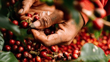 Giá cà phê hôm nay 20/12: Tiếp tục giảm nhẹ