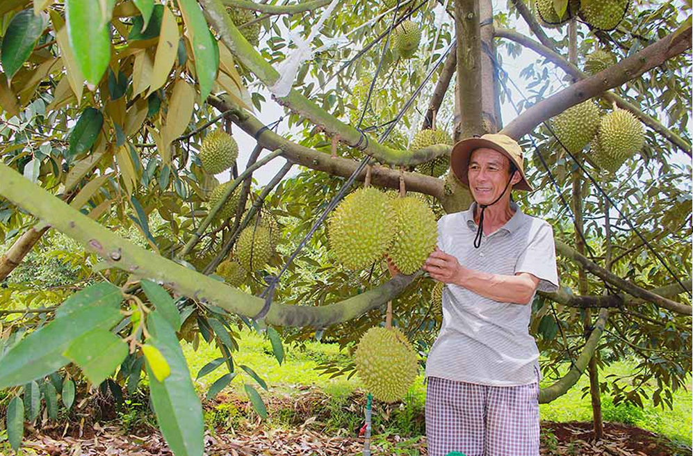 Đồng Tháp: Tập trung phát triển cây sầu riêng theo hướng bền vững