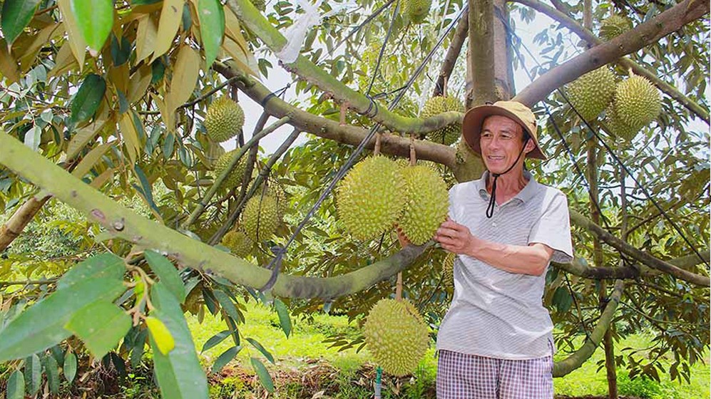 Đồng Tháp: Tập trung phát triển cây sầu riêng theo hướng bền vững