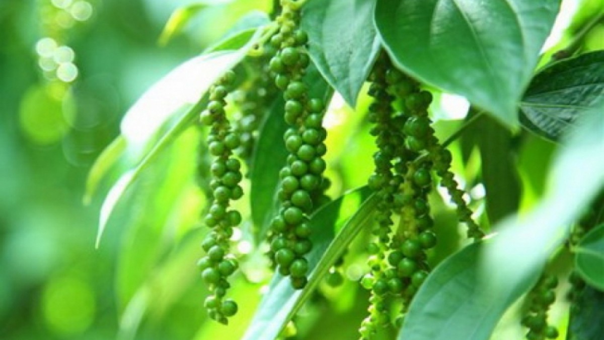 Giá tiêu hôm nay 21/12: Thị trường trong nước tăng đồng loạt, thế giới giữ ổn định