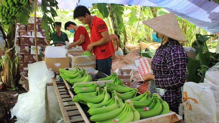 Đồng Nai quy hoạch phát triển vùng trồng cây ăn quả, cây công nghiệp chủ lực