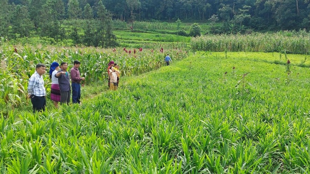 Đẩy mạnh chuyển đổi cơ cấu cây trồng trên đất lúa