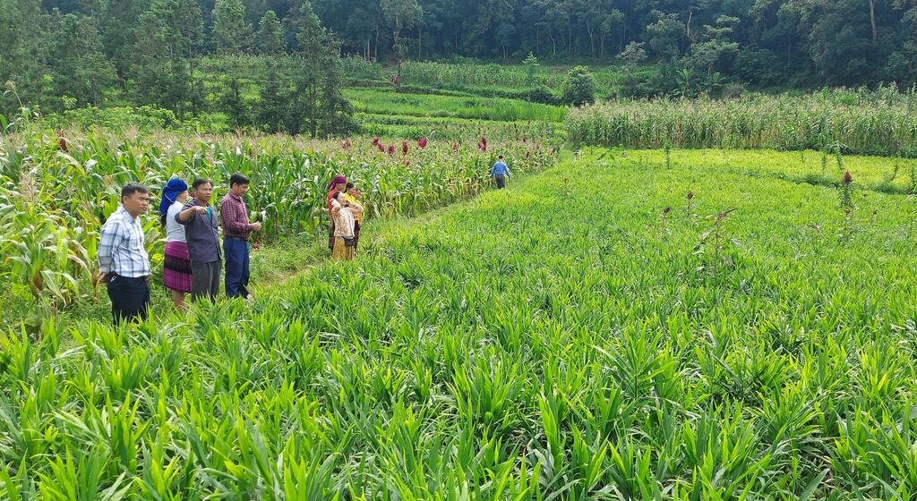 Đẩy mạnh chuyển đổi cơ cấu cây trồng trên đất lúa